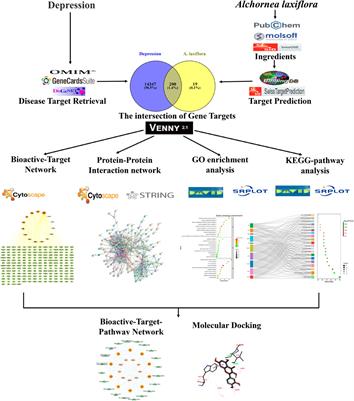 Integrating network pharmacology with molecular docking to rationalize the ethnomedicinal use of Alchornea laxiflora (Benth.) Pax & K. Hoffm. for efficient treatment of depression